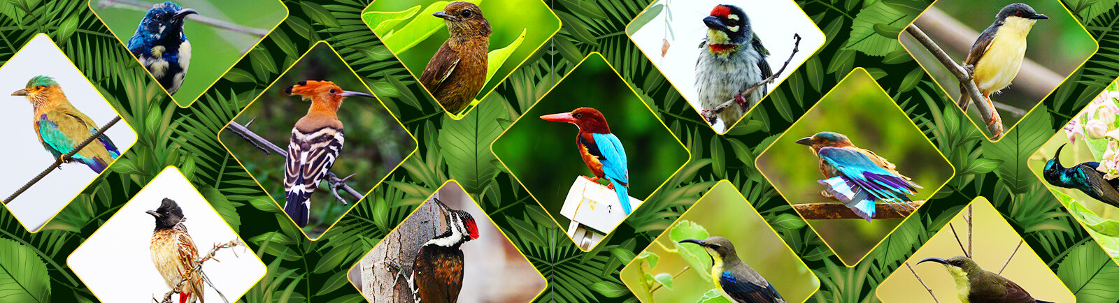 Versa Drives Private Limited Factory Coimbatore - birds and animals